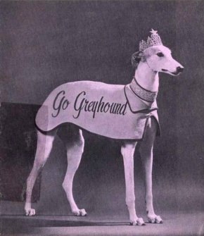 Lady Greyhound,Greyhound,Greyhound bus,