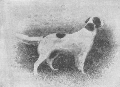 English Setter,Llewellin Setter,Count Noble,$10,000 Hunting Dog,National Bird Dog Museum,