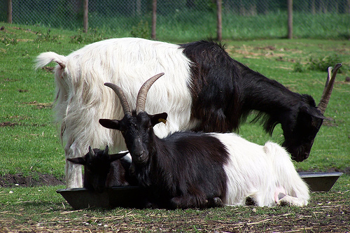Blackneck goats,border collie
