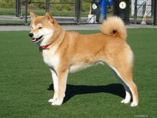 Ainu Dog,ainu,Hokkaido