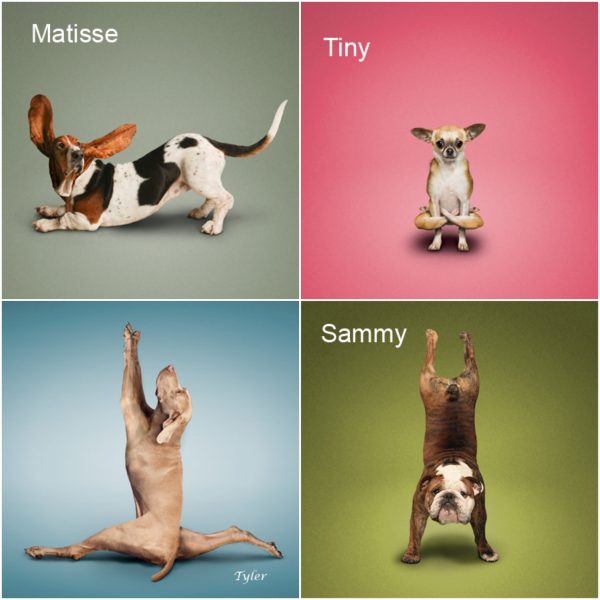 Weimaraner,basset hound,German Shepherd Dog,yoga,chihuahua,bulldog,