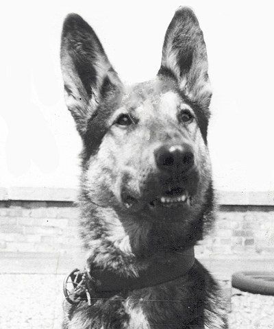 police dog,Royal Canadian Mounted Police,German Shepherd Dog,Dale,Canada,