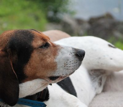 scent hound,Halden Hound, Haldenstøver, Haldenstövare,Haldenstöevare