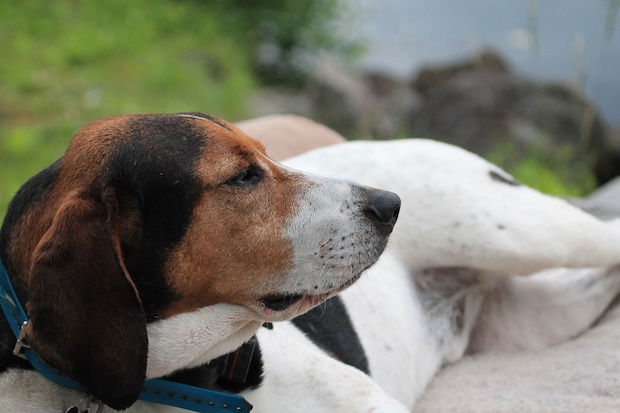 scent hound,Halden Hound, Haldenstøver, Haldenstövare,Haldenstöevare
