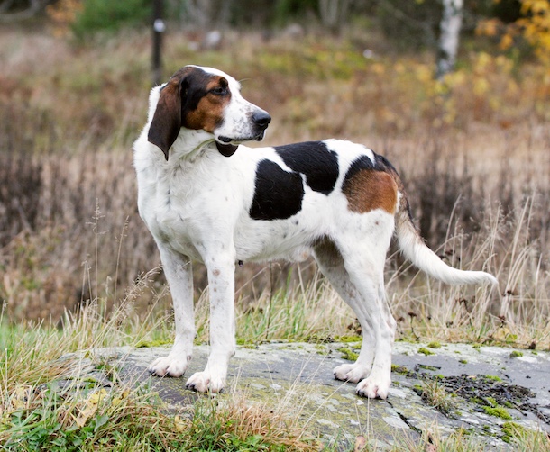 scent hound,Halden Hound, Haldenstøver, Haldenstövare,Haldenstöevare