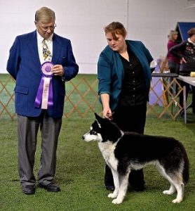 husky,siberian husky,mascot,northern illinois university,show dog