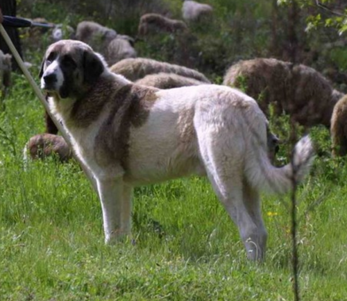 Cão de Gado Transmontano,Kangal,Karakachan,LGD,Livestock Guardian Dog,