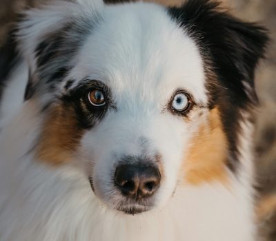 Ghost Eye Dog,eye,Australian Shepherd