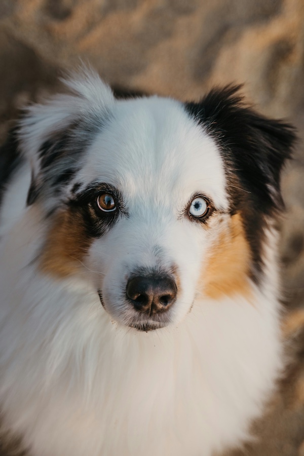 Ghost Eye Dog,eye,Australian Shepherd