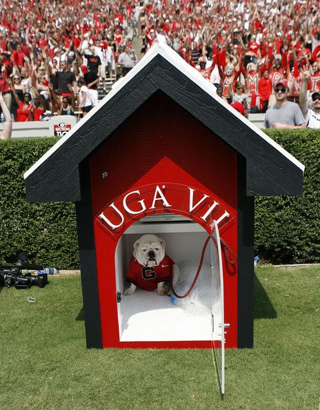 uga,bulldog,dog mascot,dog house,University of Georgia,