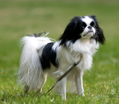 August Belmont, Commodore Matthew Perry, japan,Japanese Chin