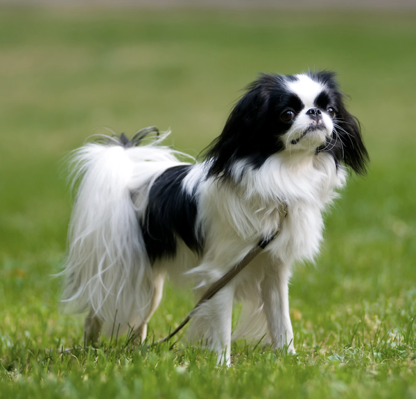 August Belmont, Commodore Matthew Perry, japan,Japanese Chin
