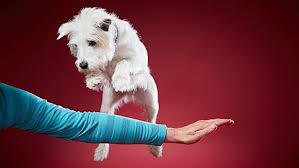 Parson Russell Terrier,Newfoundland,guinness world record,poodle,jack russell terrier,beagle,