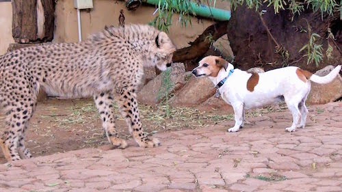 Borzoi, cheetah,labrador retriever,rhodesian ridgeback,Anatolian Shepherd Dog, Kangal Dog, Jack Russell Terrier