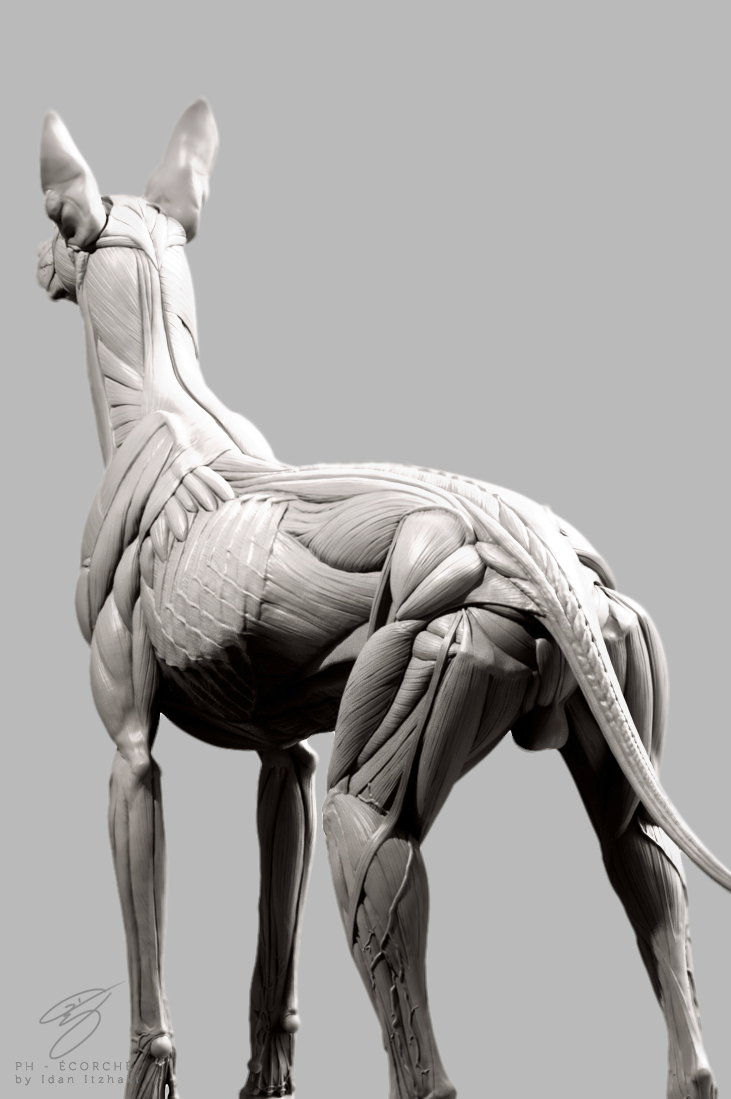 pharaoh hound,anatomy,sculpture