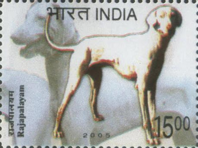 Rajapalayam,Poligar Hound,sighthound,India,hound,
