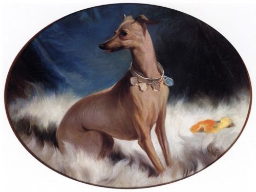 Italian Greyhound,IG,Iggie,history,