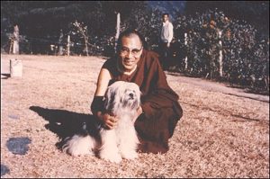 Dalai Lama,tibetan terrier,tibetan spaniel,tibetan mastiff,lhasa apso,tibet,buddha