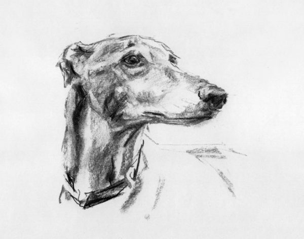 burr,ears,Staffordshire Bull Terrier,Greyhound,Whippet