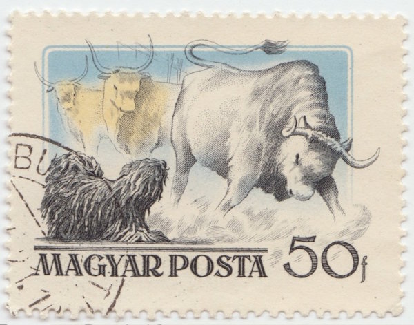 puli,hungarian,stamp,postage stamp