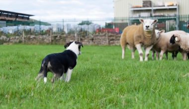 sheepdog,border collie,Predictability