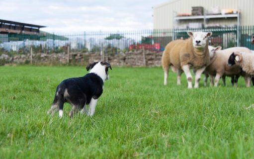sheepdog,border collie,Predictability