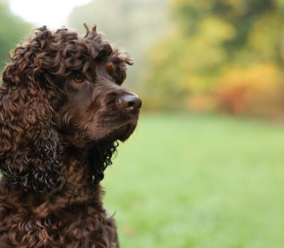 Irish Water Spaniel,gait,drunken sailor roll,movement