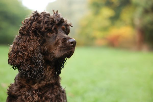 Irish Water Spaniel,gait,drunken sailor roll,movement
