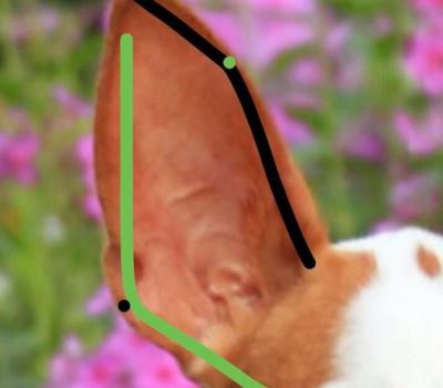 Ibizan Hound, ear, Rhomboid Ear