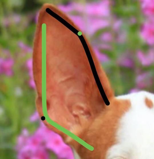 Ibizan Hound, ear, Rhomboid Ear