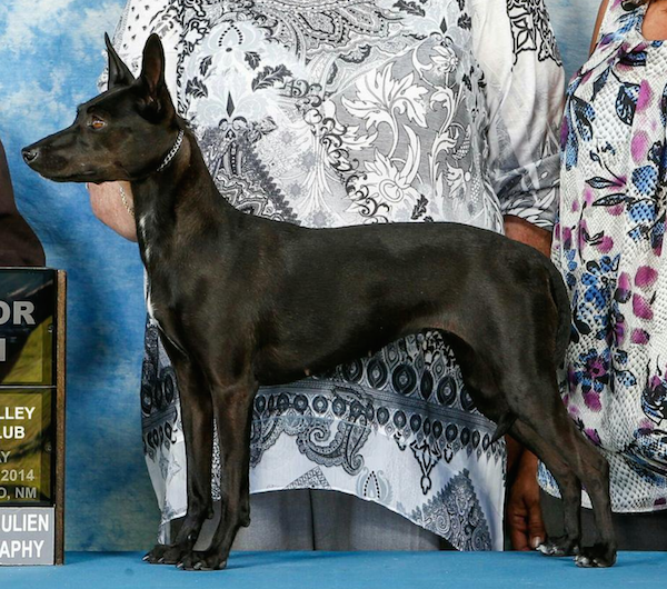 The Hairless Dog With a Gene for Hair