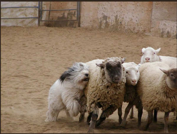 PONS,Valee Sheepdog,Lowlands Herder, Berger Polonais de Vallee,Polski Owczarek Nizinny.herding dog, sheepdog