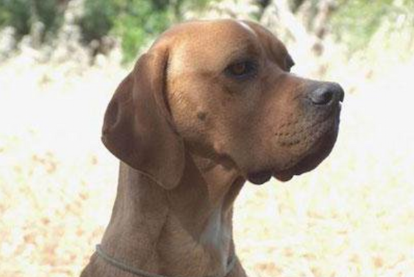 Portuguese Pointer,pointer,hunting dog,the national