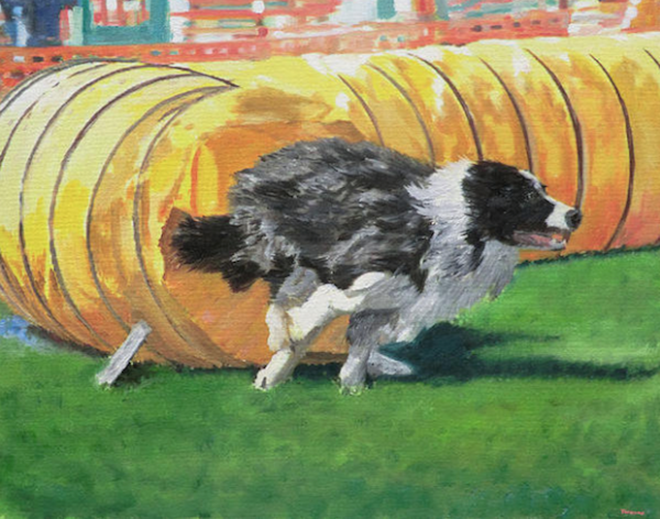MACH,Shetland Sheepdog,Portuguese Water Dog,agility,titles