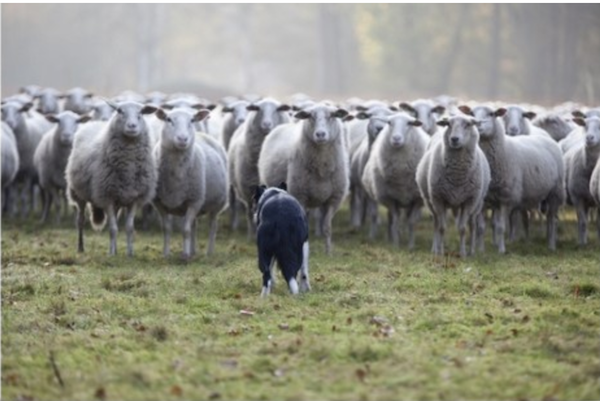 sheepdog,border collie,Predictability