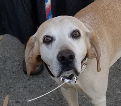 Plott, Plott Hound,color,standard,buckskin