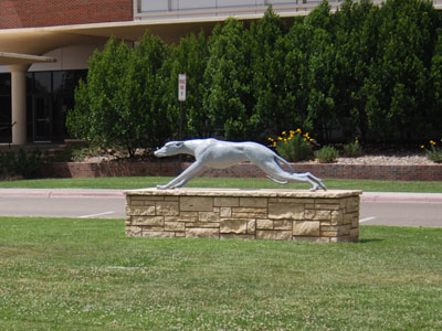 mascot,Greyhound,Eastern New Mexico University