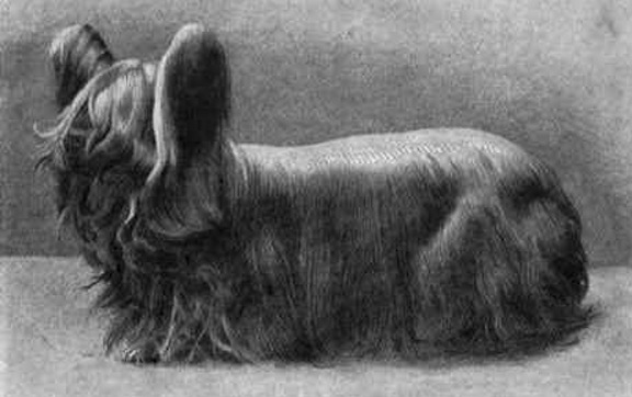 Skye Terrier,Paisley Terrier, Silky Terrier,Yorkshire Terrier