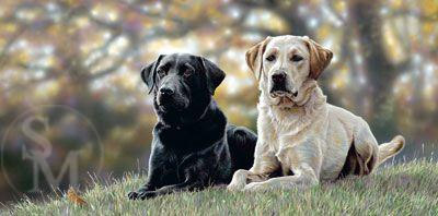 Labrador Retriever, St.Johns Dog, retriever, sporting dog, newfoundland