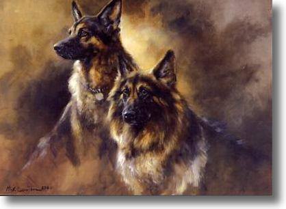 German Shepherd Dog,war dog,military dog,super dog,Dogs for Defense,ENS,Early Neurological Stimulation