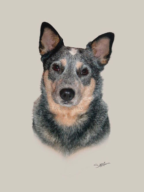 Australian Cattle Dog,breeching,hair,