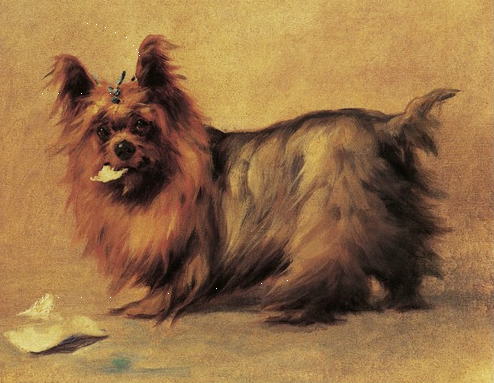 Yorkshire Terrier,Maud Earl,art,