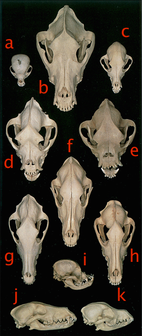 skulls,structure,purebred dogs