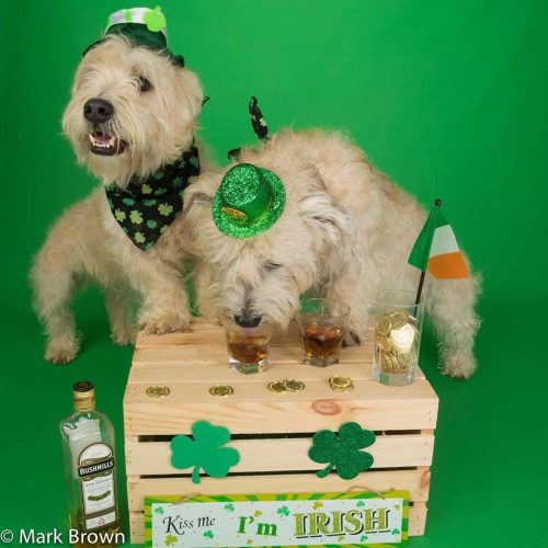 Glen of Imaal Terrier, st.patrick day, Irish, 