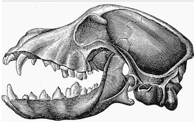 skull,structure,purebred dogs