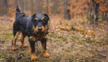 agdterrier,German Hunt Terrier, Deutscher Jagdterrier,