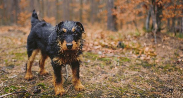 agdterrier,German Hunt Terrier, Deutscher Jagdterrier,