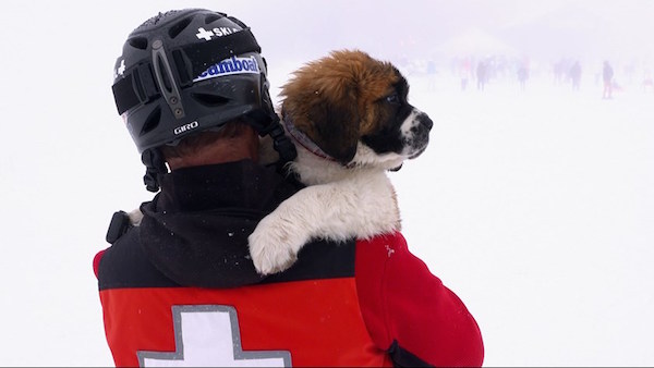 Saint Bernard,ski patrol,mascot,powder