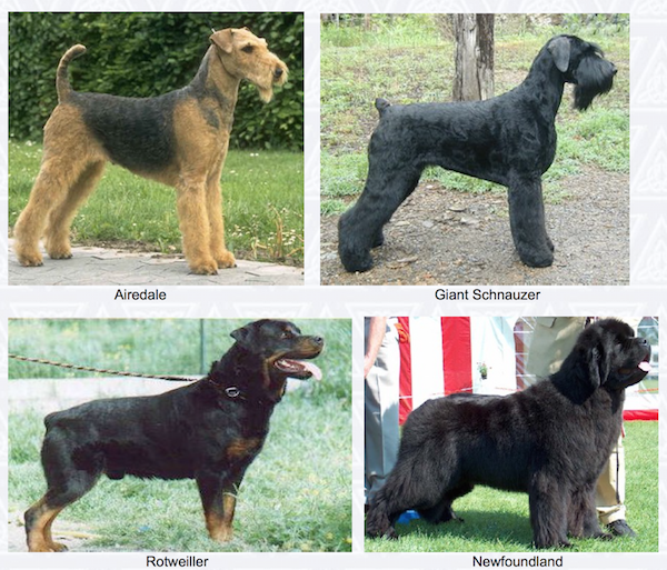 Black Russian Terrier,Red Star Kennel,Giant Schnauzer, Rottweiler, Airedale Terrier,Newfoundland.