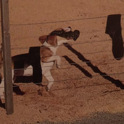 Beagle,socks,fence,